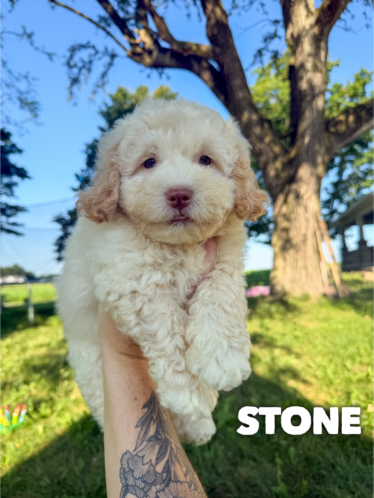 Stone 1